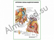 Артерии и вены надпочечников плакат ламинированный А1/А2 (ламинированный	A2)