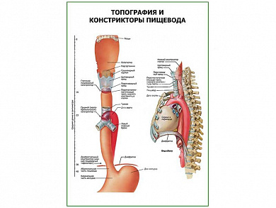 Топография и констрикторы пищевода плакат глянцевый  А1/А2 (глянцевый A1)