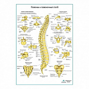Позвоночный столб плакат глянцевый/ламинированный А1/А2 (глянцевый	A2)