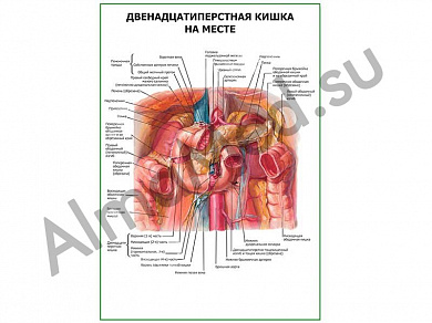 Двенадцатиперстная кишка. Расположение плакат глянцевый/ламинированный A1/A2 (глянцевый	A2)