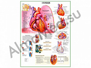 Сердце и функции, плакат ламинированный А1/А2 (ламинированный	A2)