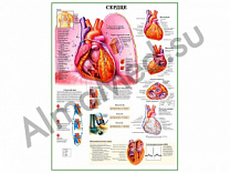 Сердце и функции, плакат ламинированный А1/А2 (ламинированный	A2)