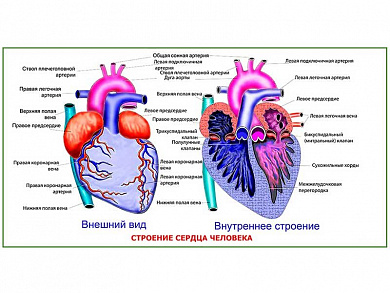 Строение сердца человека, плакат глянцевый/ламинированный А1/А2 (глянцевый	A2)