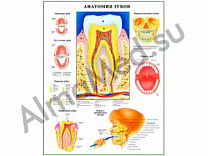 Анатомия зубов, плакат ламинированный А1/А2 (ламинированный	A2)