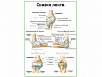 Связки локтя плакат глянцевый А1+/А2+ (глянцевая фотобумага от 200 г/кв.м, размер A2+)