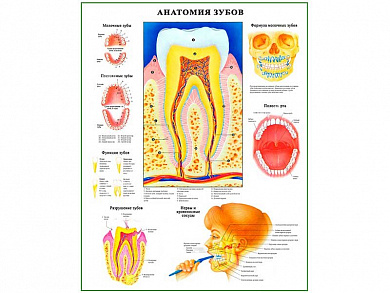 Анатомия зубов, плакат глянцевый А1/А2 (глянцевый A2)