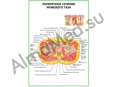 Поперечное сечение мужского таза плакат ламинированный А1/А2 (ламинированный	A2)