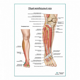 Общий малоберцовый нерв плакат глянцевый А1+/А2+ (глянцевая фотобумага от 200 г/кв.м, размер A2+)
