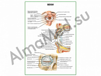 Веки плакат глянцевый/ламинированный А1/А2 (ламинированный	A1)