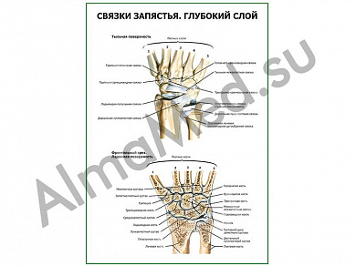 Связки запястья. Глубокий слой плакат ламинированный А1/А2 (ламинированный	A2)