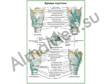 Хрящи гортани плакат ламинированный А1/А2 (ламинированный	A2)