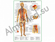 Лимфатическая система, плакат ламинированный А1/А2 (ламинированный	A2)