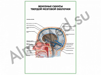 Венозные синусы твердой мозговой оболочки плакат ламинированный А1/А2 (ламинированный	A2)