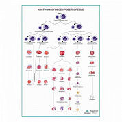 Костномозговое кроветворение, плакат глянцевый А1+/А2+ (глянцевая фотобумага от 200 г/кв.м, размер A2+)