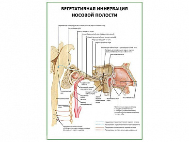 Вегетативная иннервация носовой полости плакат глянцевый А1/А2 (глянцевый A2)