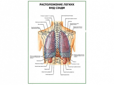 Расположение легких. Вид сзади плакат глянцевый А1/А2 (глянцевый A1)