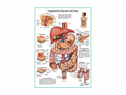 Пищеварительная система, плакат глянцевый/ламинированный А1/А2 (глянцевый	A2)