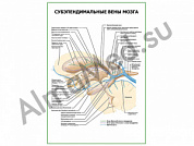 Субэпендимальные вены мозга плакат ламинированный А1/А2 (ламинированный	A2)