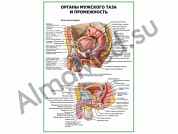Органы мужского таза и промежность плакат ламинированный А1/А2 (ламинированный	A2)