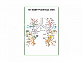 Номенклатура бронхов. Схема плакат глянцевый А1/А2 (глянцевый A1)