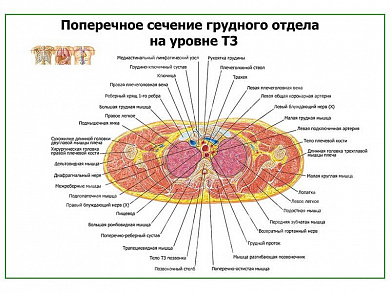 Поперечное сечение грудного отдела на уровне Т3 плакат глянцевый А1/А2 (глянцевый A2)