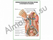 Лимфатическая система почек и мочевого пузыря плакат ламинированный А1/А2 (ламинированный	A2)
