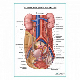 Артерии и вены тазовых органов женщины (вид спереди) плакат глянцевый А1+/А2+ (глянцевый холст от 200 г/кв.м, размер A1+)