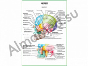 Череп. Вид сбоку плакат ламинированный А1/А2 (ламинированный	A2)