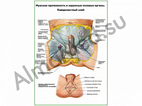 Мужская промежность, наружные половые органы, поверхностный слой плакат глянцевый/ламинированный А1/А2 (глянцевый	A2)