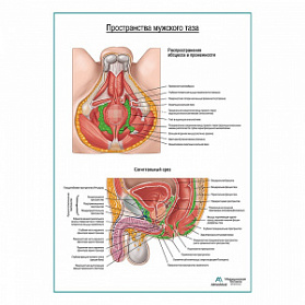 Пространства мужского таза плакат глянцевый А1+/А2+ (глянцевая фотобумага от 200 г/кв.м, размер A2+)