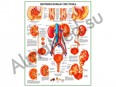 Мочеполовая система, плакат ламинированный А1/А2 (ламинированный	A2)