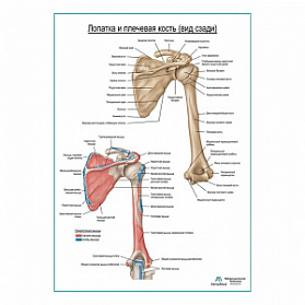 Плечевая кость и лопатка вид сзади плакат глянцевый А1+/А2+ (глянцевая фотобумага от 200 г/кв.м, размер A1+)