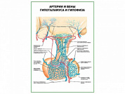 Артерии и вены гипоталамуса и гипофиза плакат глянцевый А1/А2 (глянцевый A2)