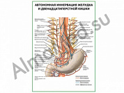 Автономная иннервация желудка и двенадцатиперстной кишки плакат ламинированный А1/А2 (ламинированный	A2)