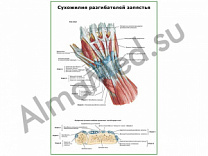 Сухожилия разгибателей запястья плакат ламинированный А1/А2 (ламинированный	A2)