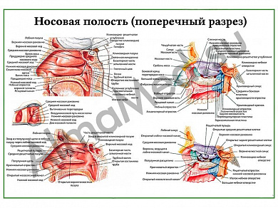 Носовая полость поперечный разрез, плакат ламинированный А1/А2 (ламинированный	A2)