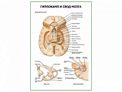 Гиппокамп и свод мозга плакат глянцевый А1/А2 (глянцевый A2)