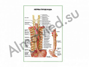Нервы пищевода плакат ламинированный А1/А2 (ламинированный	A2)