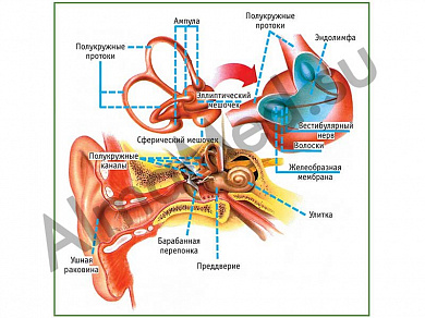 Вестибулярный аппарат, плакат ламинированный А1/А2 (ламинированный	A2)