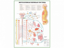 Вегетативная нервная система с нервными путями, плакат глянцевый А1/А2 (глянцевый A2)