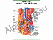 Артерии и вены тазовых органов женщины плакат ламинированный А1/А2 (ламинированный	A2)