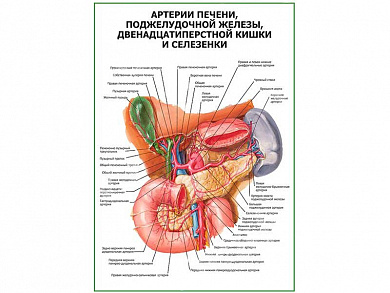 Артерии печени, селезенки, поджелудочной железы плакат глянцевый  А1/А2 (глянцевый A2)
