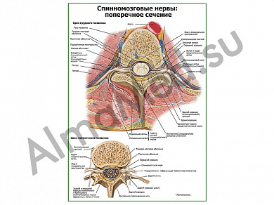 Спинномозговые нервы поперечное сечение плакат глянцевый/ламинированный А1/А2 (глянцевый	A2)