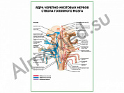 Ядра черепно-мозговых нервов ствола головного мозга плакат глянцевый/ламинированный А1/А2 (глянцевый	A2)