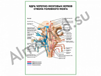 Ядра черепно-мозговых нервов ствола головного мозга плакат глянцевый/ламинированный А1/А2 (глянцевый	A2)