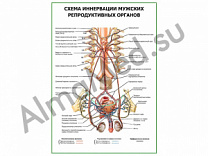Схема иннервации мужских репродуктивных органов плакат глянцевый/ламинированный А1/А2 (глянцевый	A2)