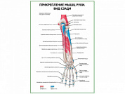 Прикрепление мышц руки. Вид сзади плакат глянцевый А1/А2 (глянцевый A2)