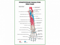 Прикрепление мышц руки. Вид сзади плакат глянцевый А1/А2 (глянцевый A2)