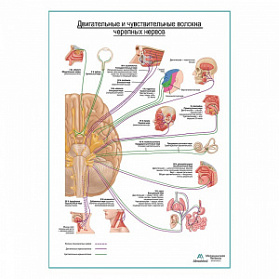 Черепные нервы (двигательные и чувствительные волокна). Схема плакат глянцевый А1+/А2+ (глянцевая фотобумага от 200 г/кв.м, размер A2+)