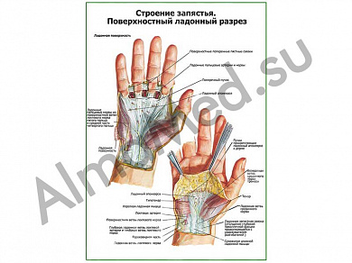 Строение запястья, поверхностный ладонный разрез плакат ламинированный А1/А2 (ламинированный	A2)